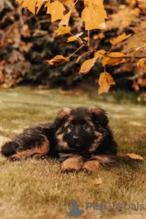 Photo №3. Beautiful GSD puppies from Europe for sale. Poland