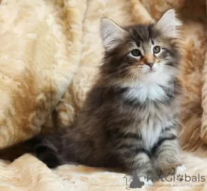 Photo №1. norwegian forest cat - for sale in the city of Cherry Hill | 275$ | Announcement № 108618