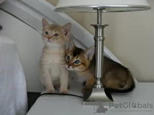 Photo №1. abyssinian cat - for sale in the city of Фискари | Is free | Announcement № 128440