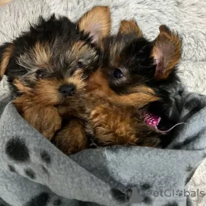 Photo №2 to announcement № 116173 for the sale of yorkshire terrier - buy in Lithuania 