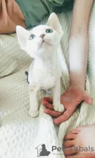 Photo №4. I will sell devon rex in the city of Minsk. from nursery - price - negotiated