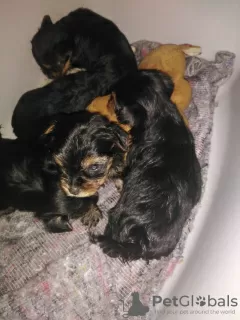 Additional photos: Yorkshire Terrier puppies