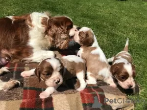 Photo №3. Sweet and adorable Cavalier King Charles Spaniel puppies for sale. Germany