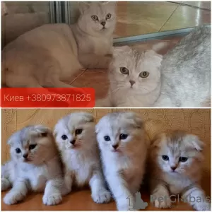 Photo №2 to announcement № 10811 for the sale of scottish fold - buy in Ukraine breeder