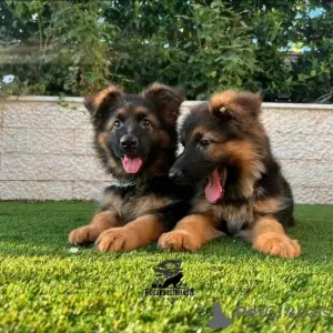 Photo №2 to announcement № 123871 for the sale of german shepherd - buy in Germany private announcement, from nursery, from the shelter