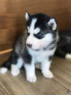 Photo №3. Husky puppies. Russian Federation