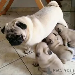 Photo №3. Pug puppies are available Business WhatsApp 37256348129. Finland