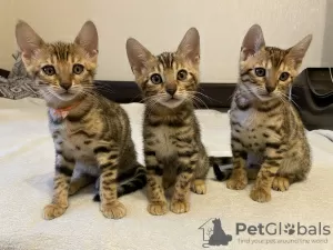 Photo №2 to announcement № 18925 for the sale of bengal cat - buy in Russian Federation private announcement