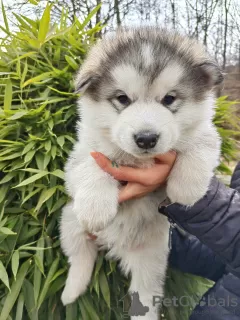 Photo №4. I will sell alaskan malamute in the city of Slovenj Gradec. private announcement - price - 1374$