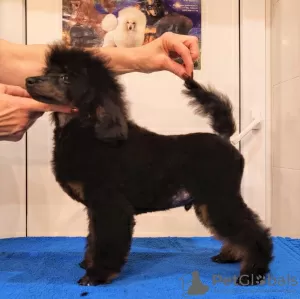 Photo №4. I will sell poodle (dwarf) in the city of Москва. private announcement, from nursery, breeder - price - 2000$