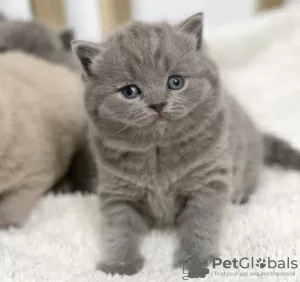 Photo №2 to announcement № 102880 for the sale of british shorthair - buy in United States private announcement