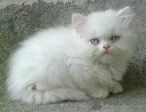 Photo №2 to announcement № 53574 for the sale of persian cat - buy in Lithuania breeder