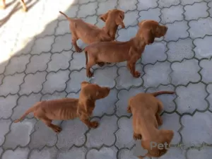 Photo №1. vizsla - for sale in the city of Нови Сад | negotiated | Announcement № 121761