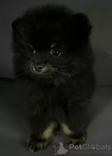 Photo №4. I will sell pomeranian in the city of Kharkov. breeder - price - negotiated