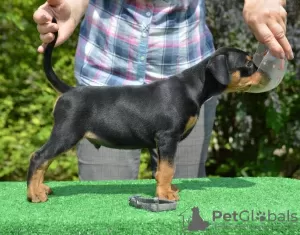 Additional photos: german pinscher