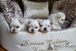 Photo №1. maltese dog - for sale in the city of Simpsonville | 300$ | Announcement № 107198