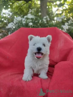 Photo №2 to announcement № 62249 for the sale of west highland white terrier - buy in Poland breeder