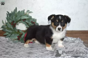 Photo №3. Beautiful Female Corgi Puppy fully vaccinated. Greece