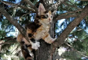 Photo №4. I will sell maine coon in the city of Novosibirsk. from nursery - price - negotiated