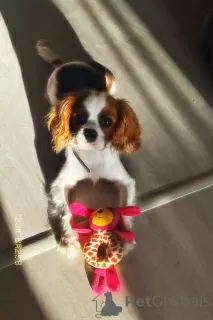 Photo №4. I will sell cavalier king charles spaniel in the city of Voronezh. private announcement - price - 195$