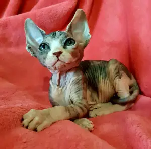 Photo №2 to announcement № 4169 for the sale of sphynx-katze - buy in Ukraine from nursery