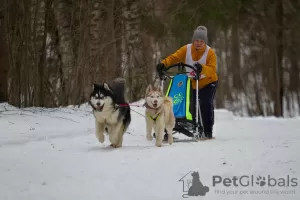 Additional photos: Siberian Husky puppies