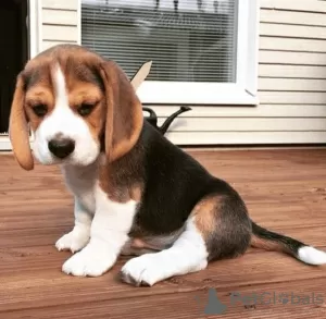 Photo №2 to announcement № 116687 for the sale of beagle - buy in Canada private announcement