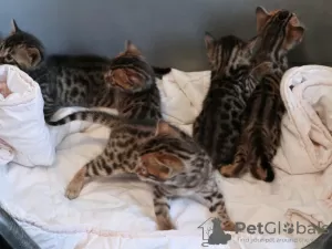 Photo №4. I will sell bengal cat in the city of Dusseldorf. private announcement, breeder - price - 423$