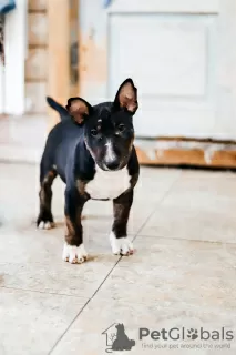 Additional photos: Miniature bull terrier puppies