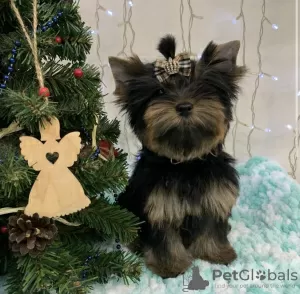 Photo №3. Yorkshire terrier puppy. Ukraine