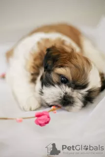 Additional photos: Selling a puppy shih tzu in Kharkov.