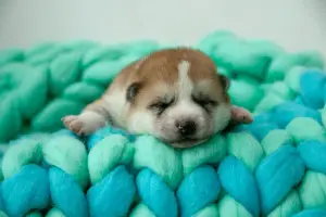 Additional photos: AKITA Inu puppies from Multi Champion