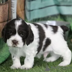 Photo №3. COCKER SPANIEL FOR SALE. Colombia