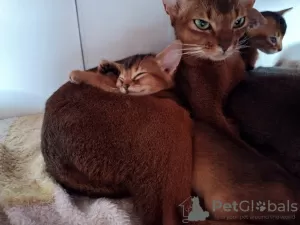 Photo №3. Abyssinian kittens. Estonia