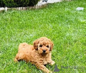 Photo №3. Apricot Poodle. Switzerland