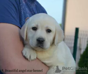 Additional photos: Labrador retrievers