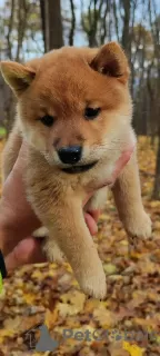 Additional photos: Shiba Inu puppies for breeding and family