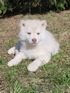 Photo №3. Siberian husky puppies rare isabella color. Belarus