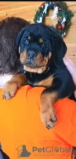 Additional photos: Rottweiler puppies