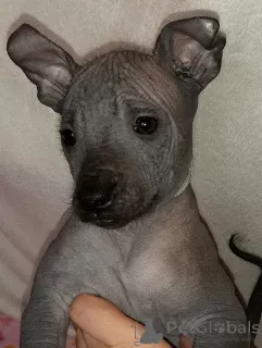 Additional photos: Xoloitzcuintle Puppy