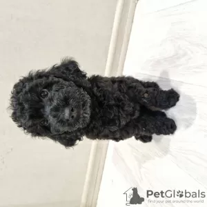 Photo №1. poodle (dwarf) - for sale in the city of Minsk | 377$ | Announcement № 114391