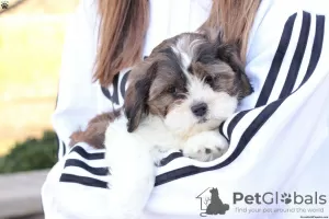 Photo №3. shih tzu puppies available 4 weeks old. Germany