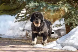 Photo №1. tibetan mastiff - for sale in the city of St. Petersburg | 788$ | Announcement № 1820