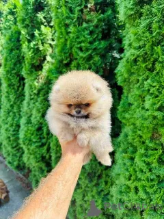 Photo №4. I will sell pomeranian in the city of Werbass.  - price - negotiated