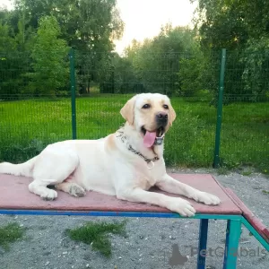 Photo №1. labrador retriever - for sale in the city of Москва | 325$ | Announcement № 64461