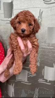 Additional photos: Toy poodle mini Red-Brown puppies for sale