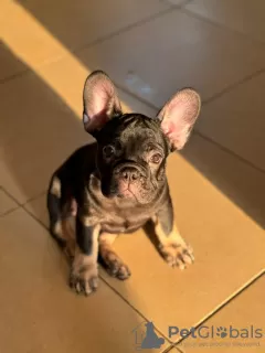 Photo №2 to announcement № 107792 for the sale of french bulldog - buy in United Arab Emirates private announcement