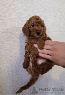 Photo №3. Poodle puppies for sale. Poland