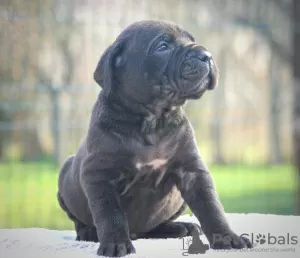 Photo №2 to announcement № 129035 for the sale of cane corso - buy in Serbia 