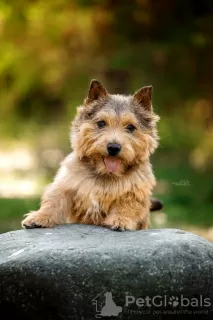 Additional photos: Norwich Terrier